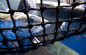 Dump Terry Bernardo Dump Len Bernardo