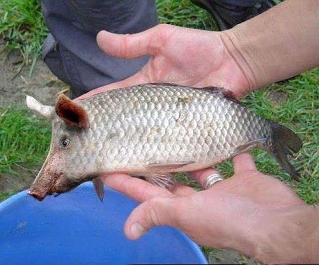 Dump Terry Bernardo – Dump David O'Halloran