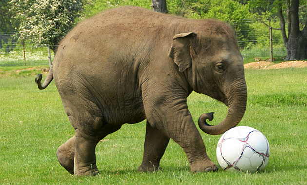 Rochester Republicans